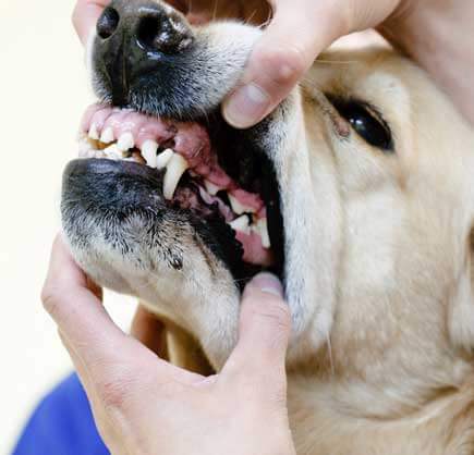 Zahnbehandlungen in der Tiearztpraxis Preising in Oer-Erkenschwick