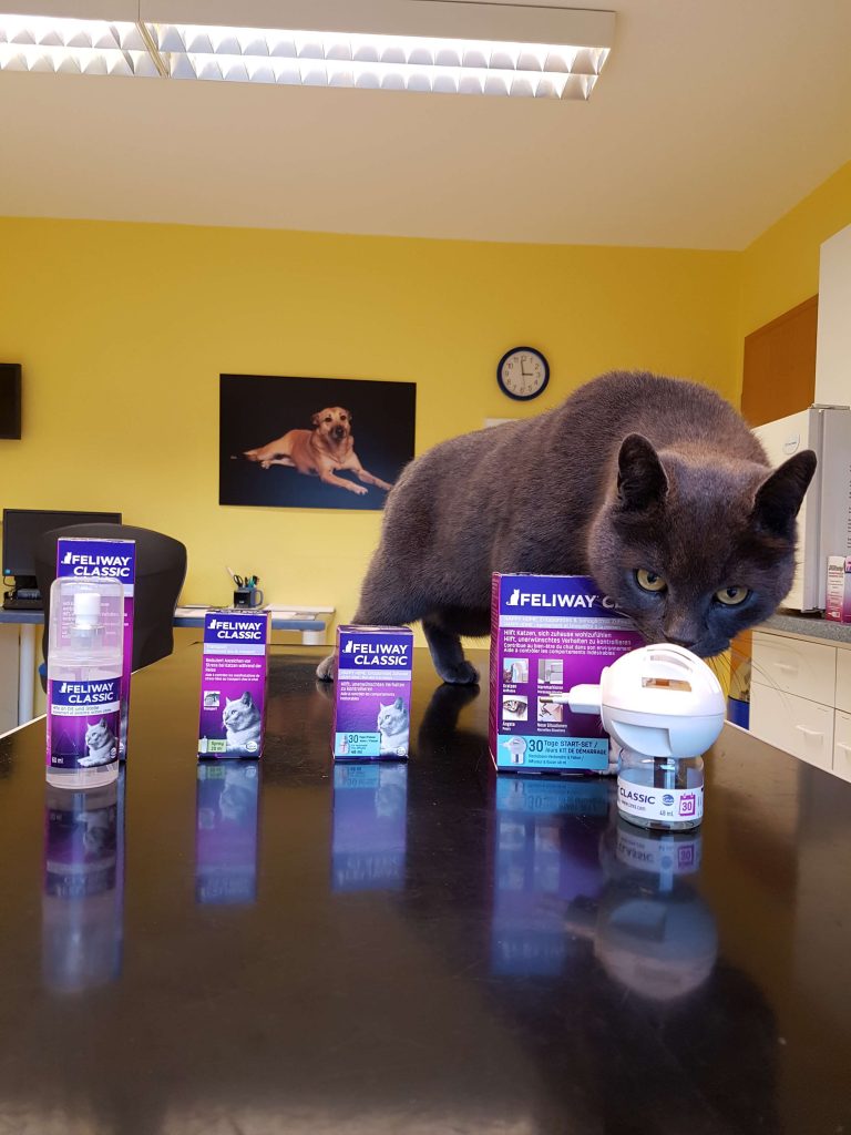 Feliway Produkte dienen der Stressreduktion bei Katzen