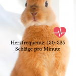 Story_kaninchen_Werte