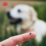 Zeckenalarm_1