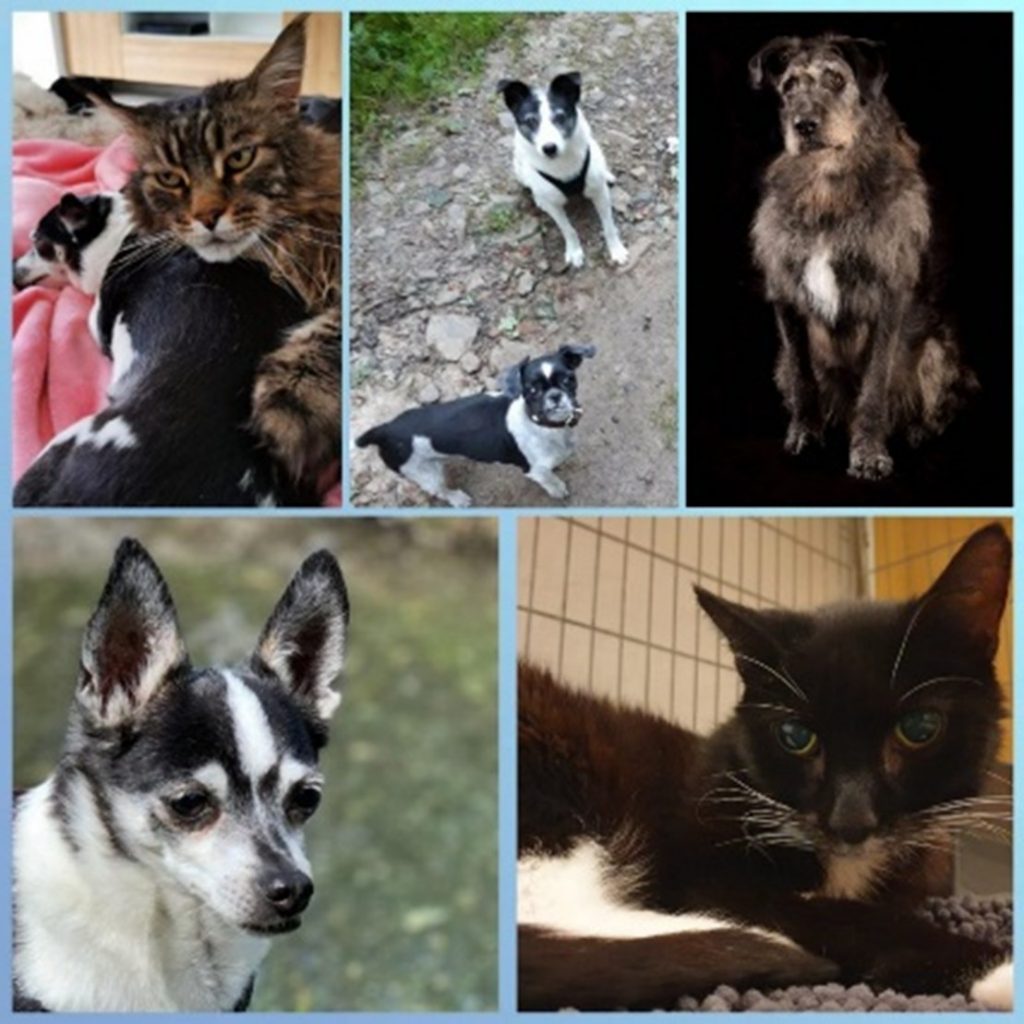 Seniorencheck beim Tierarzt