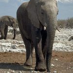 team-preising-goes-namibia-21