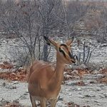 team-preising-goes-namibia-22
