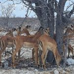 team-preising-goes-namibia-30