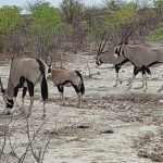 team-preising-goes-namibia-47