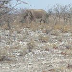 team-preising-goes-namibia-48
